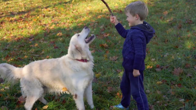 glücklicher-kleine-junge-europäische-Erscheinung-ist-Spaß-spielen-im-Herbst-Park-mit-einem-großen-schönen-Hund
