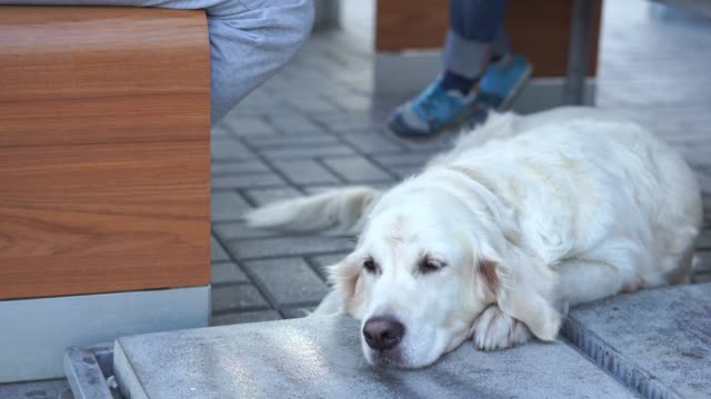 café-de-animales---el-perro-está-descansando-en-una-cafetería-esperando-a-los-anfitriones