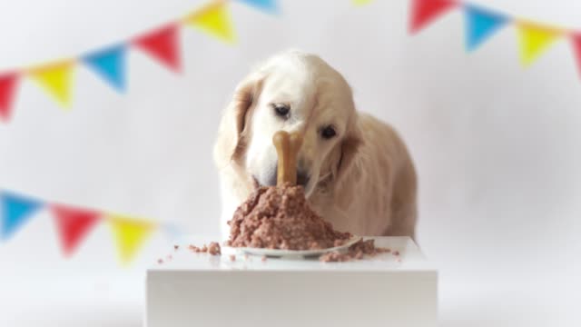 Haustier-Leben-zu-Hause.-lustiges-Video-aus-den-Geburtstag-des-Hundes---schöne-golden-Retriever-Fleisch-Kuchen-essen