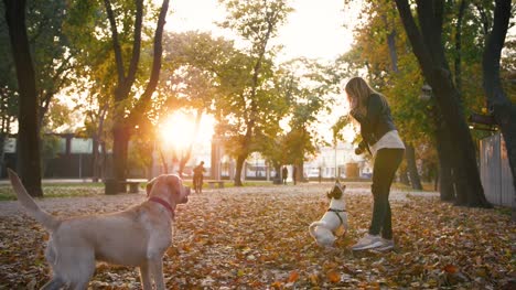 Young-woman-playing-with-two-dogs-in-autumn-park-during-sunset,-slow-motion