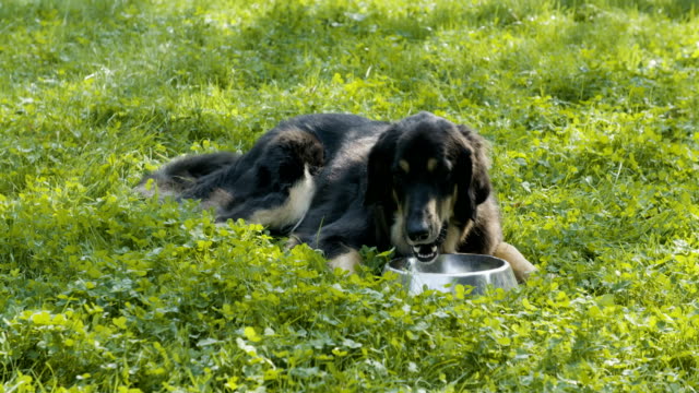 Lindo-perro-comiendo-del-tazón-de-fuente