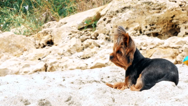 Small-Yorkshire-terrier-on-a-sandy-beach