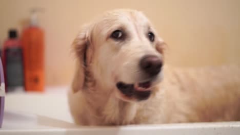 divertido-perro-mojado-está-parado-después-de-lavar,-lavadora-en-el-baño