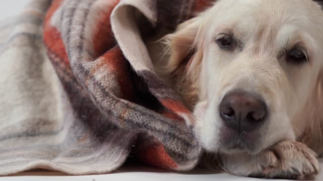 geliebten-Haustiere-zu-Hause---ruht-die-große-freundlichen-Hund,-im-Herbst-oder-im-kalten-Winter-unter-einer-Decke