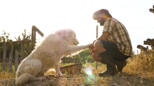 Young-farmer-petting-maremma-sheepdog-at-sunset-in-vegetable-garden.-Italy.