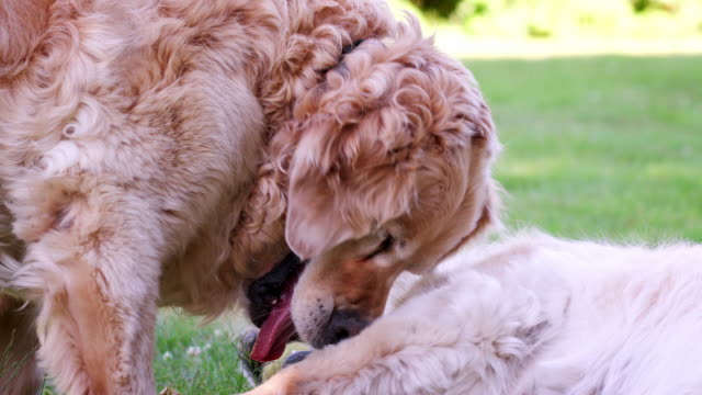 Zwei-Labrador-Hunde-spielen-im-Garten-im-Sommer