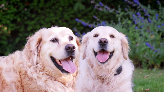 Zwei-glückliche-Labrador-Hunde-liegen-keuchend-im-Garten-im-Sommer