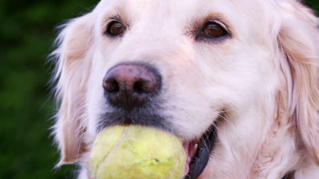Perro-Labrador-con-una-pelota-de-tenis-en-la-boca-esperando-para-jugar