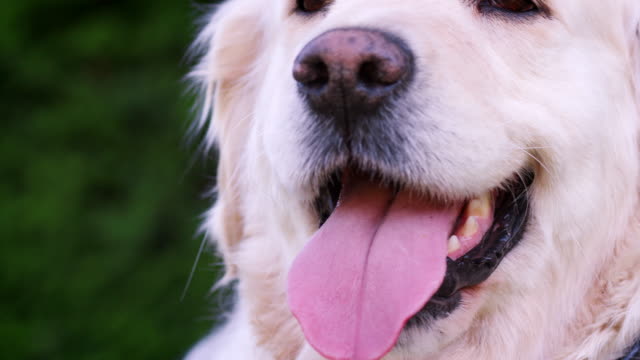 Nahaufnahme-von-Labrador-Hund-hecheln-mit-seiner-Zunge-heraus