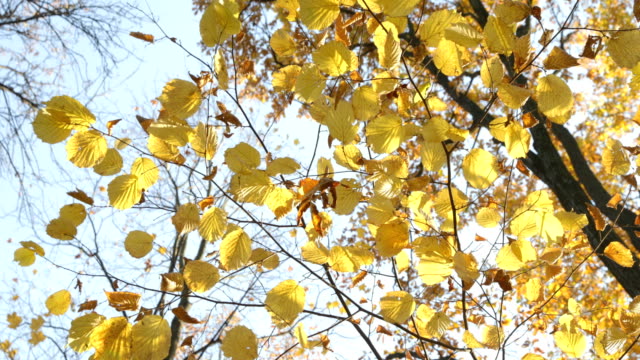 High-resolution-video-of-the-yellow-leafs-on-the-trees,-blue-sky-on-the-background,-golden-autumn-in-park,-sunny-day,-clear-weather,-reflections,-yellow-color
