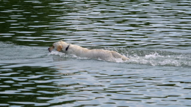 Perro-recuperar-palo-de-agua-en-cámara-lenta-180fps