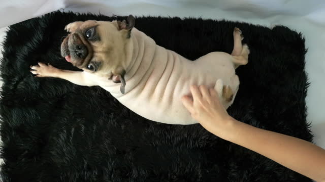 Owner-scratching-ass-of-her-pet-cute-pug-dog