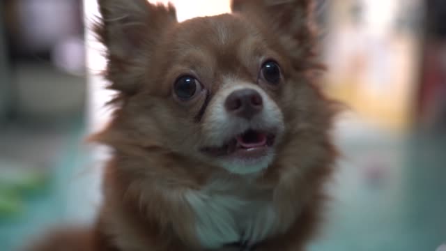 Chihuahua-Besitzer-betrachten-zeigen-die-niedliche-Gesicht-wenn-es-Zweifel-für-Klang-der-Besitzer-sprechen-im-Hause-fühlt.