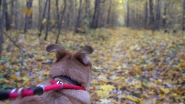 Hund-an-der-Leine-geht-in-den-herbstlichen-Wald-spazieren.