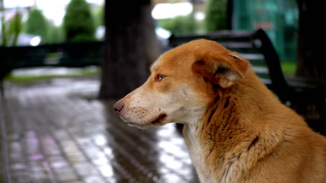 Stray-Red-Dog-sits-on-a-City-Street-in-Rain-against-the-Background-of-Passing-Cars-and-People