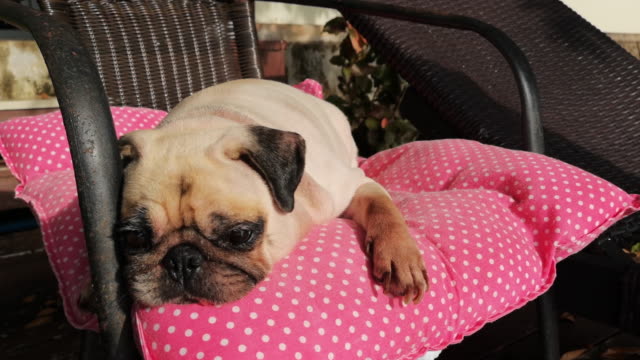 Pug-Dog-Relaxing-on-Lawn-Chair-in-the-Beach