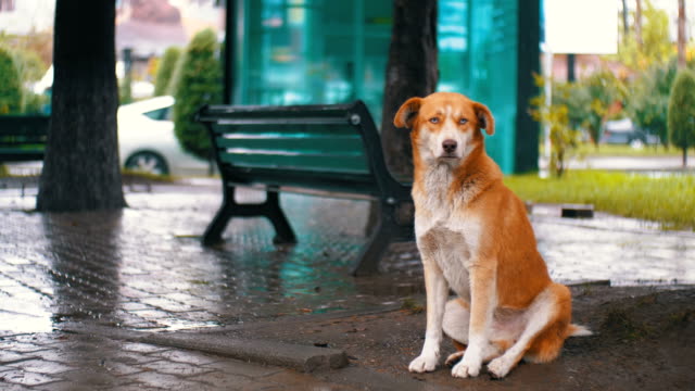 Perro-rojo-sin-hogar-se-encuentra-en-una-calle-de-ciudad-de-la-lluvia-contra-el-fondo-de-los-coches-pasando-y-las-personas