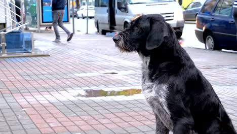 Homeless-Shaggy-Dog-on-a-City-Street-against-the-Background-of-Passing-Cars-and-People