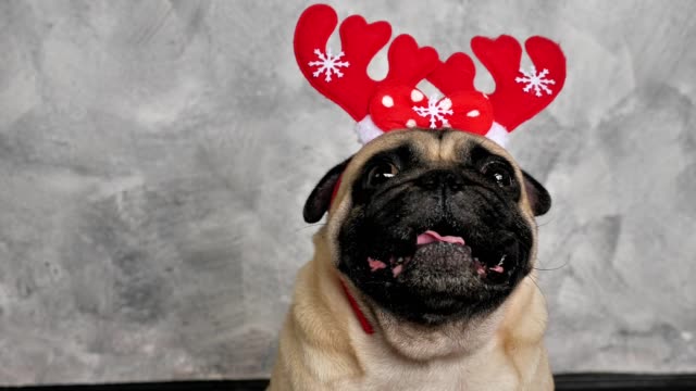 Nahaufnahme-Gesicht-des-süßen-Mops-Hund-trägt-Rentier-Geweih-für-Weihnachtsfeier