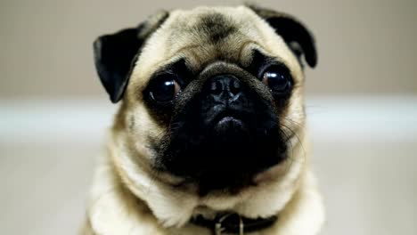 Close-up-portrait-of-cute-funny-pug-dog-looking-at-camera