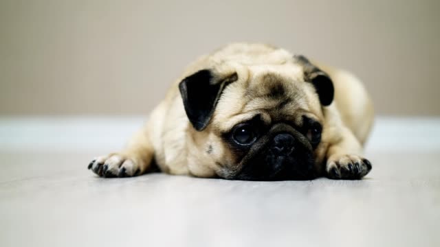 Close-up-cute-pug-dog-lies-on-the-floor,-falls-asleep-and-looking-at-camera,-tired-nd-lazy.