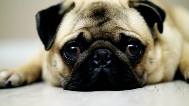 Cute-pug-dog-lies-on-the-floor,-falls-asleep-and-looking-at-camera,-tired-nd-lazy.-Close-up