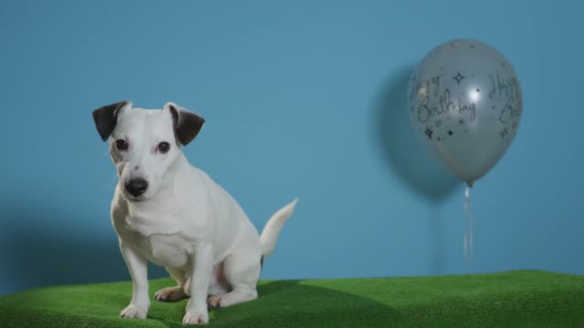 gato-perro-terrier-de-russell-con-globo-de-cumpleaños-sobre-fondo-turquesa