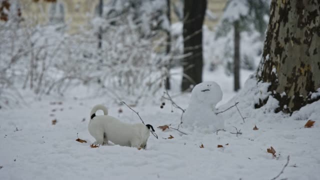 Jack-Russell-Terrier-Hund-spielen-im-Schnee-Welpen-glücklich-fröhlich