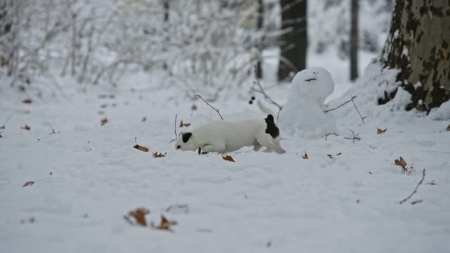 Jack-Russell-Terrier-Hund-spielen-im-Schnee-Welpen-glücklich-fröhlich