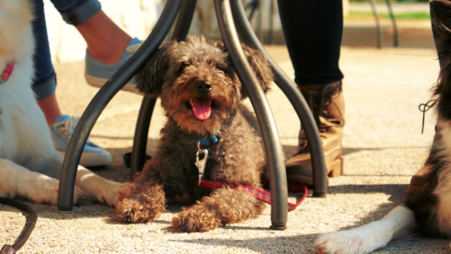 Closer-shot-of-a-brown-small-dog-resting-under-a-table,-with-her-tongue-out