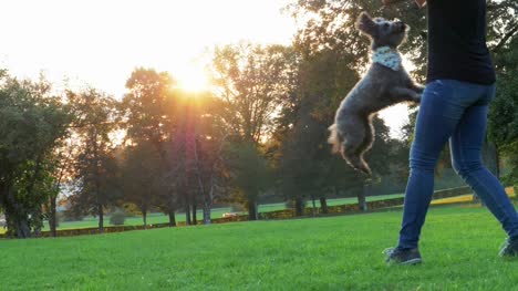 Ein-weibliche-Trainer-trainiert-einen-kleine-graue-Terrier-Hund-wirklich-hoch-springen.