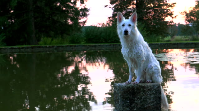 White-shepherd-dog-sitting-on-a-rocky-stone-in-the-middle-of-a-pond,-barking-and-swinging-with-his-tail.