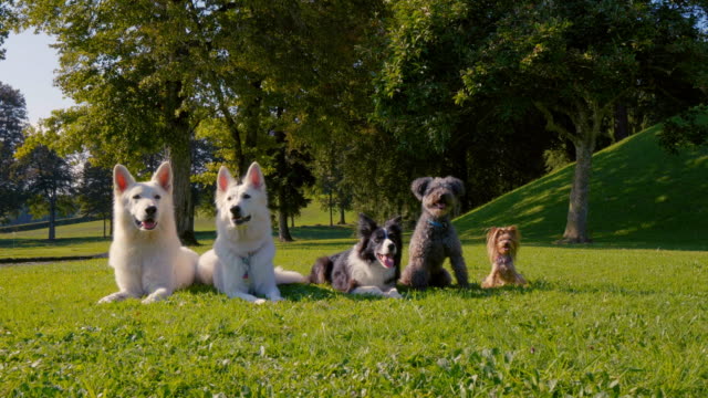 Five-dogs-lying-in-the-park-in-a-straight-line,-different-breeds,-from-the-biggest-to-the-smallest.