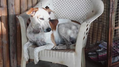 Porträt-von-Cur-Erwachsener-Hund-liegend-auf-dem-Stuhl-auf-der-Veranda