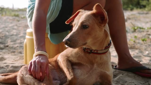 Niña-voluntaria-en-la-guardería-para-perros-haciendo-lindo-perro-adulto-fisioterapia