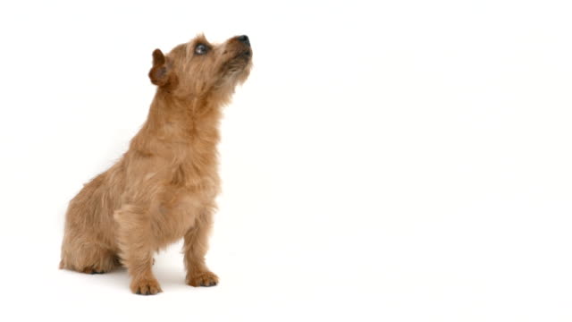 Hambre-Norfolk-Terrier-perro,-4-K