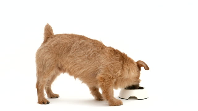 Norfolk-Terrier-dog-eating-food-4K