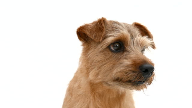 Norfolk-Terrier-dog-4K
