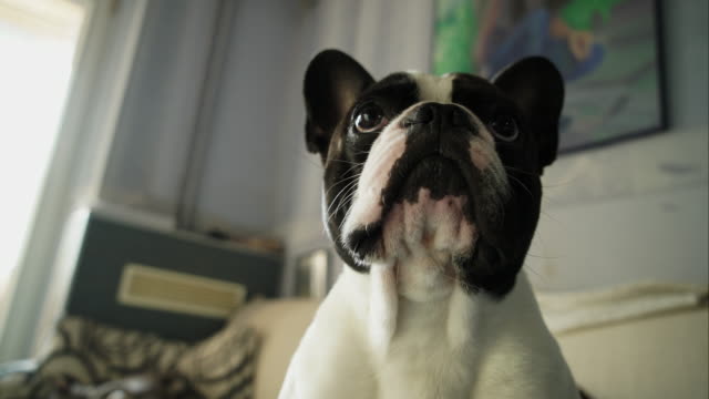 Bulldog-francés-mirando-estrechamente-a-la-cámara