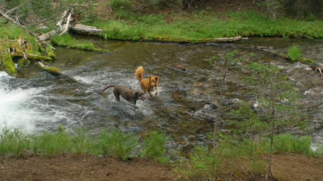 Dos-perros-divertirse-juntos-en-el-río