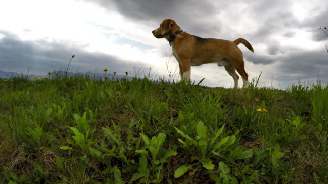 Mächtige-Beagle-während-Fuß-mit-den-Bergen-im-Hintergrund