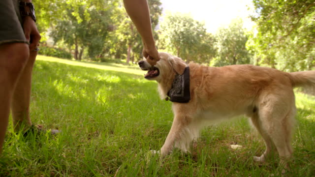 Mann-spielen-mit-Labrador-Hund-und-bleib-im-Park