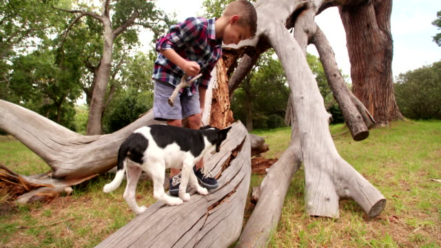 Playful-dog-playing-with-stick-a-little-boy-is-holding