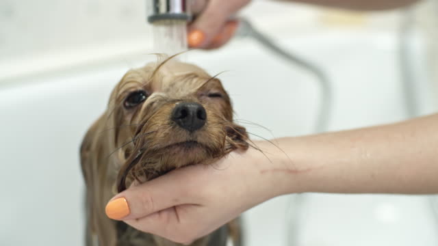Bathing-Yorkshire-Terrier-Puppy