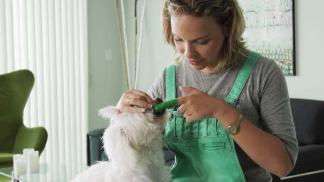Woman-Cleaning-Dog-Mouth-Teeth-With-Toothbrush