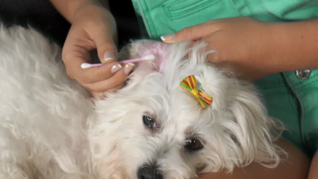 Woman-Pet-Owner-Cleaning-Ear-To-Dog-With-Cotton-Wool