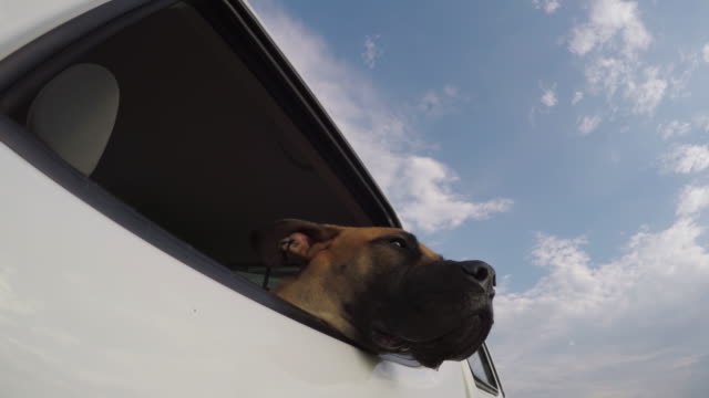 Glücklicher-Hund-genießen-eine-Fahrt-mit-seinen-Kopf-aus-dem-Autofenster