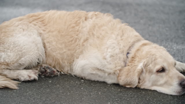 Gehorsam-Golden-Retriever-Hund