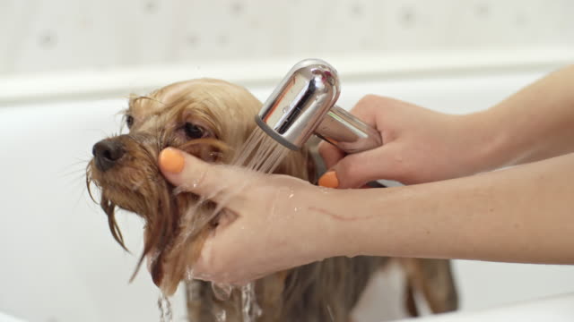 Groomer-Washing-Yorkshire-Terrier-Dog
