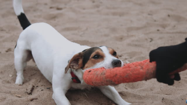 Dog-plays-with-a-toy-on-the-beach